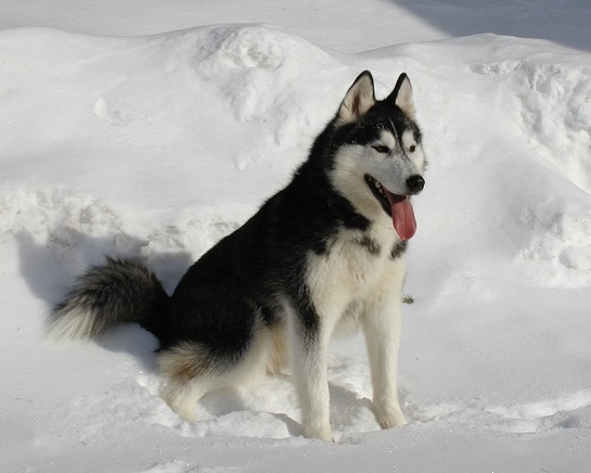 Life Expectancy of a Husky - Everything You Need To Know - Fumi Pets