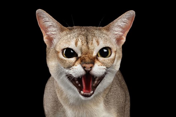 What Causes a Cat to Scream for No Reason; Everything You Need To Know - Fumi Pets