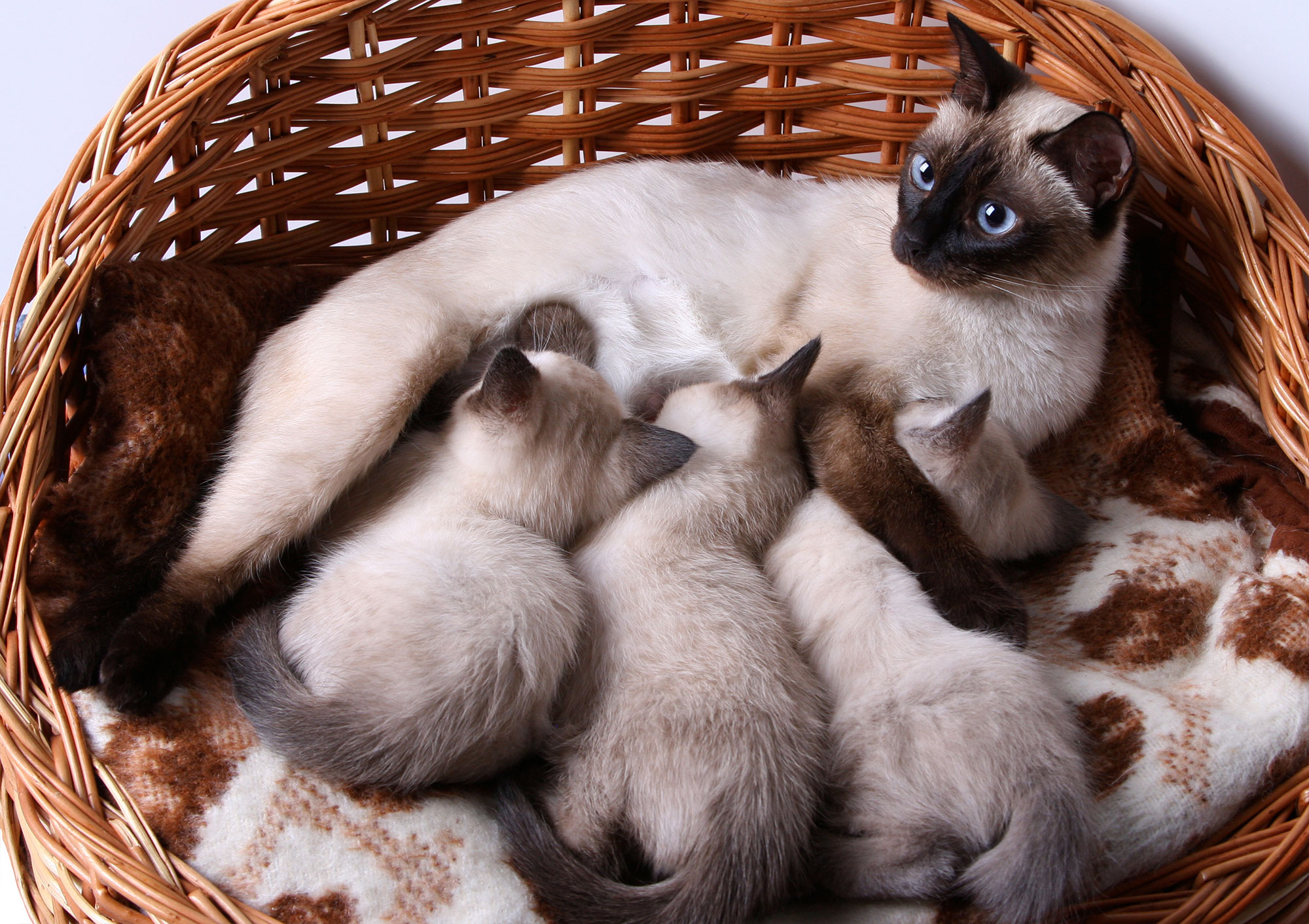 What Colour Are Siamese Kittens Born; Everything You Need To Know - Fumi Pets