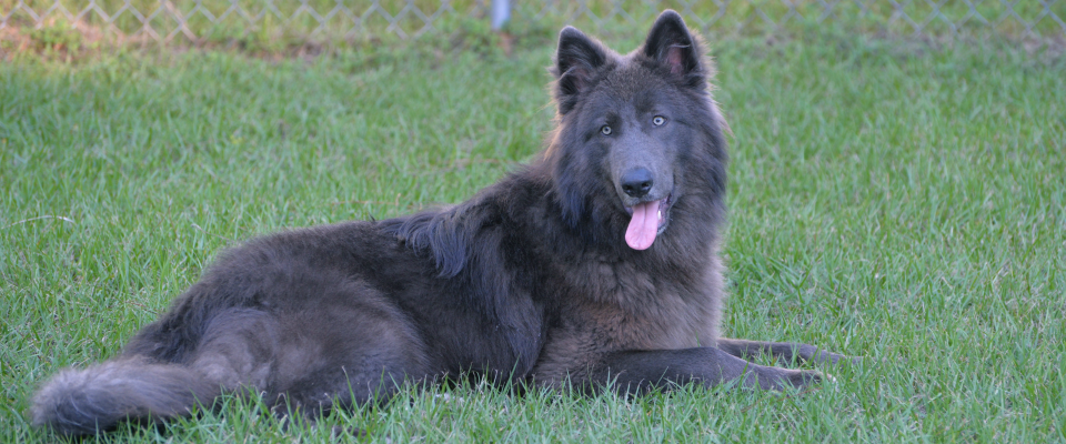 What Is a Blue Bay Shepherd - Everything You Should Know - Fumi Pets