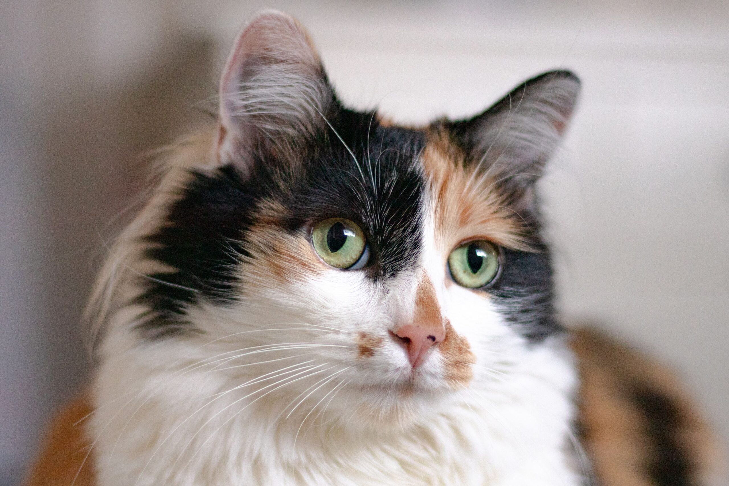 گربه کالیکو رقیق شده چیست. همه چیزهایی که باید بدانید - حیوانات خانگی فومی