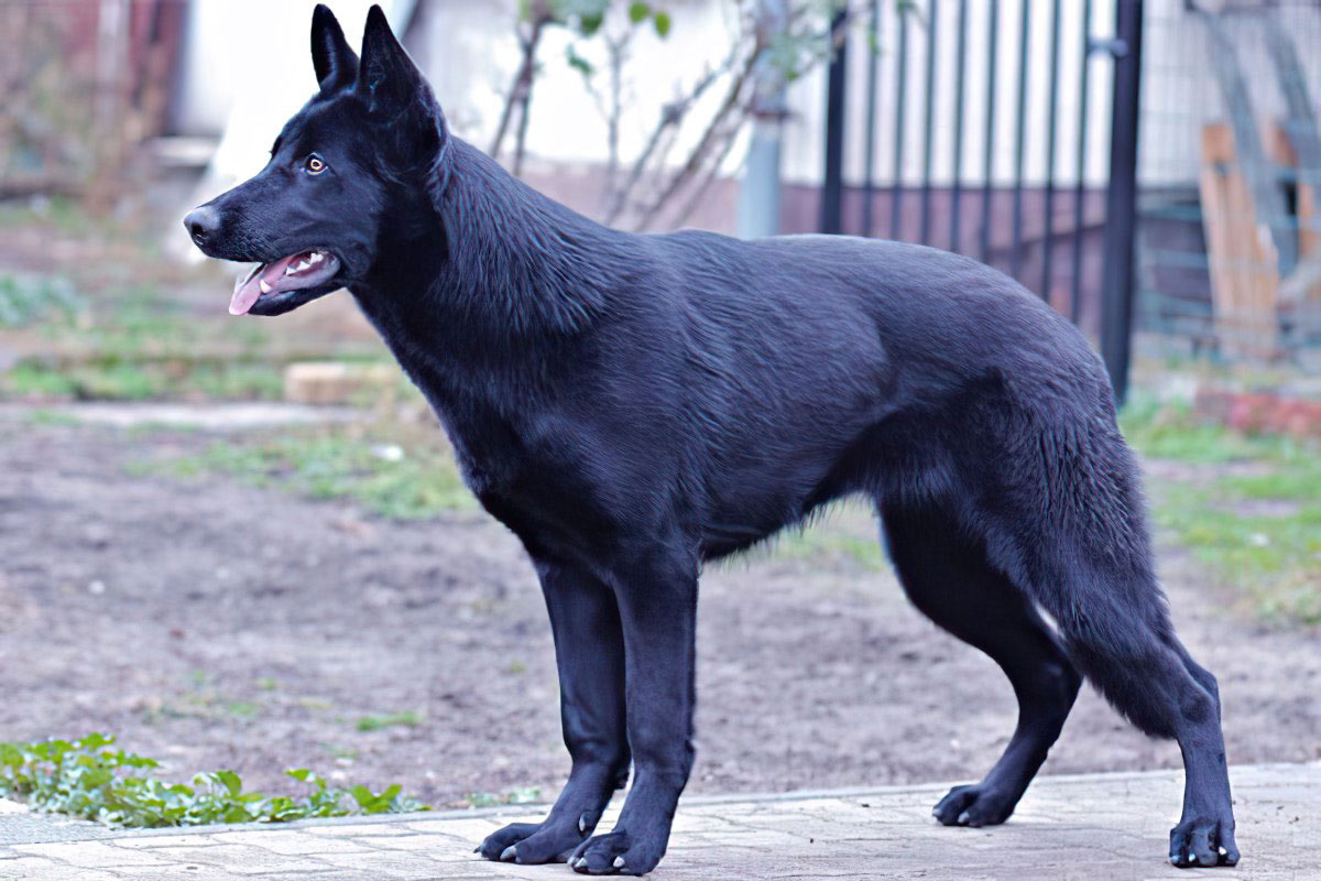 Vad är en Lycan Shepherd; Allt du bör veta - Fumi Pets