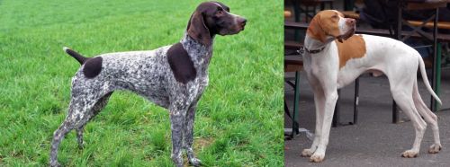What’s The Difference Between A German Shorthaired Pointer And An English Pointer - Fumi Pets