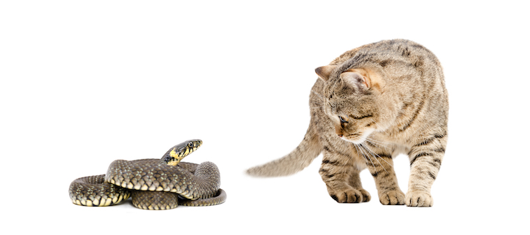 Er katte bange for slanger; Alt du behøver at vide - Fumi Pets