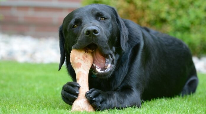 Are Pork Bones Safe for Dogs; Everything You Need to Know - Fumi Pets