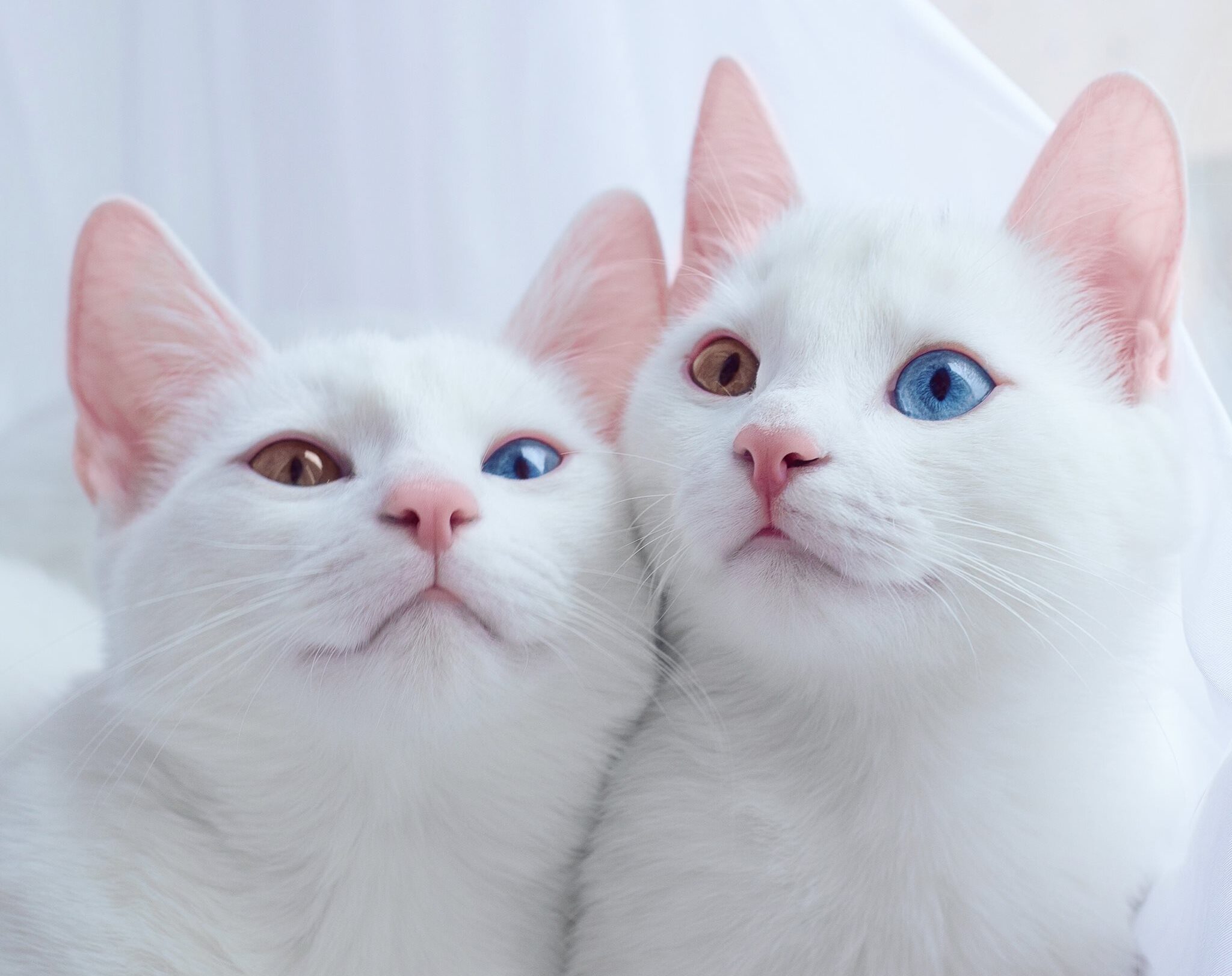 Can Kittens Be Twins Everything You Need To Know - Fumi Pets