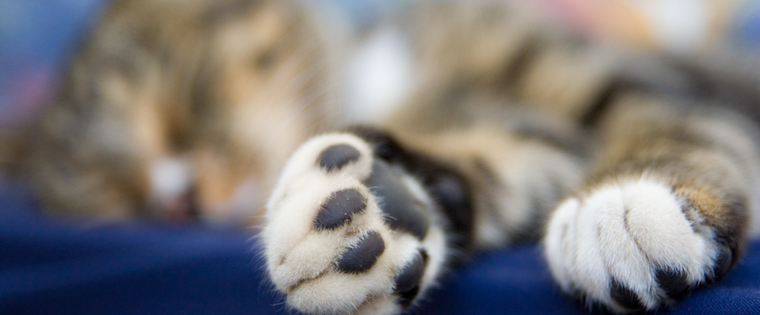 Differences In Cat Paws and Dog Paws - Everything You Need To Know - Fumi Pets