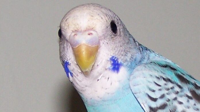 Does a Female Parakeet Make a Good Pet; Everything You Need To Know - Fumi Pets