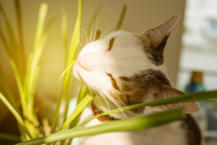Vse, kar morate vedeti Lemongrass & Cats - Fumi Pets