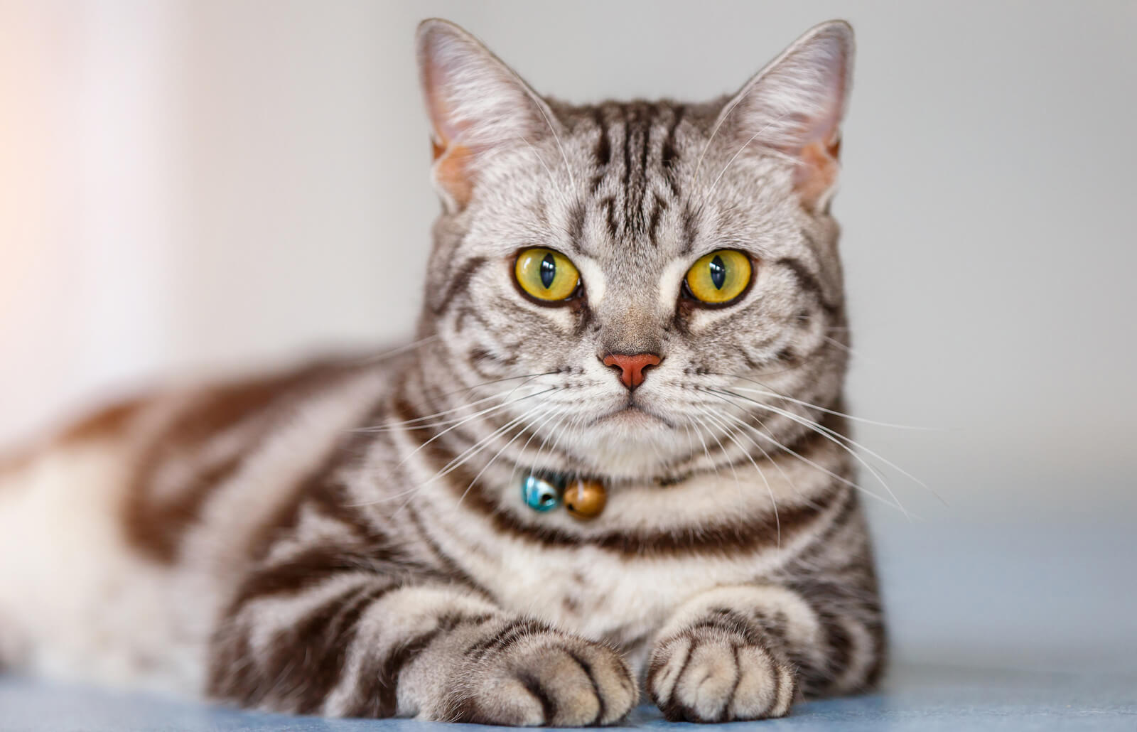 Viss, kas jums jāzina par amerikāņu īsspalvainajiem kaķiem - Fumi Pets