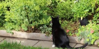 Everything you need to know about Natural Cat Repellent Tips – Fumi Pets