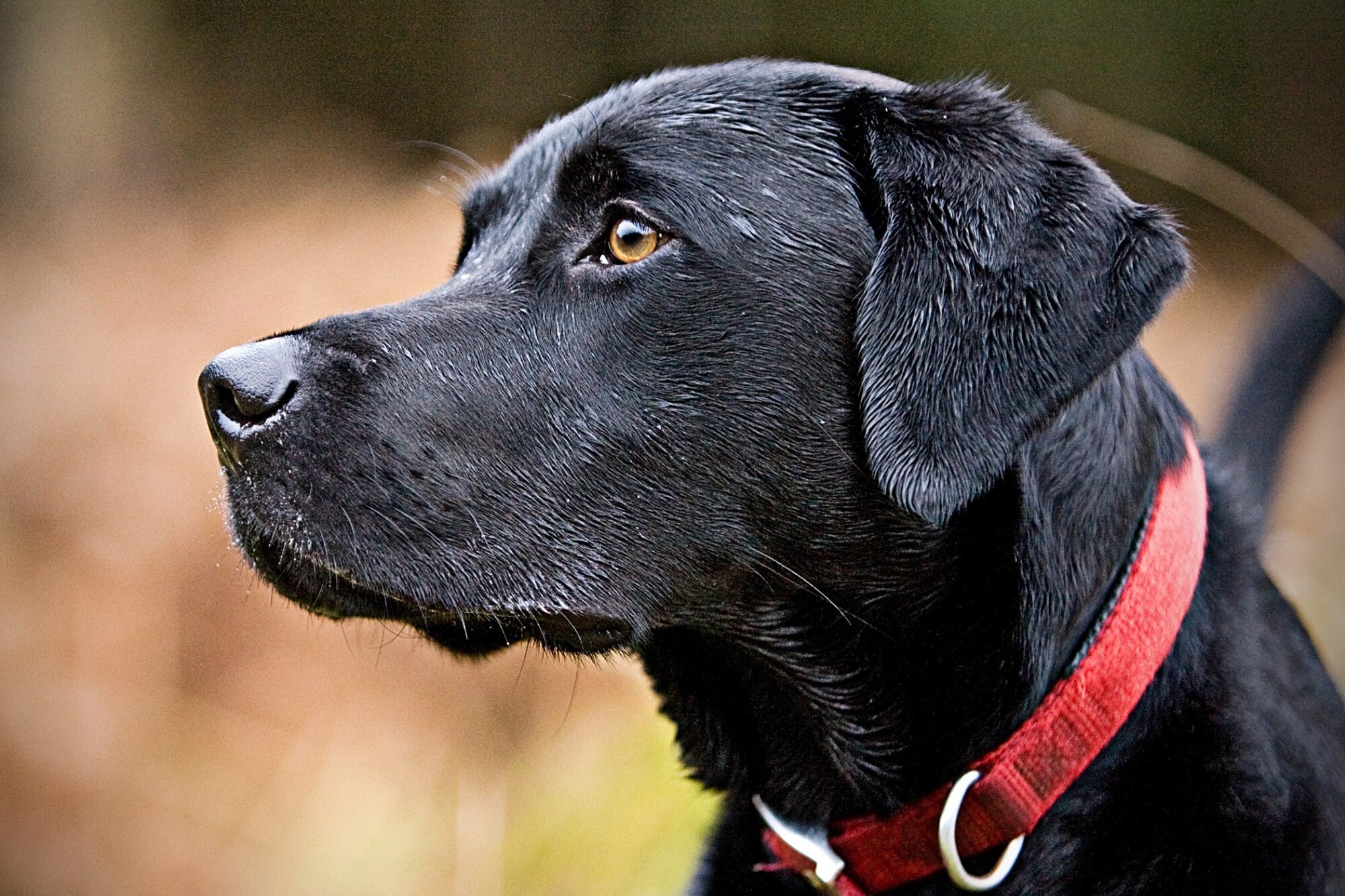 How Big Should 7 Month Old Black Labrador Get – Fumi Pets