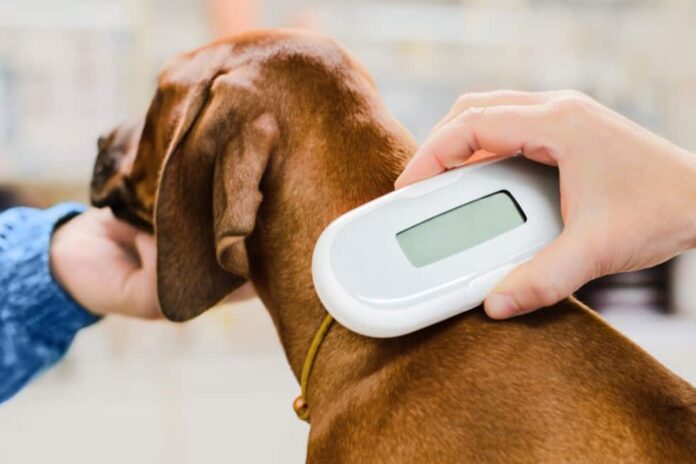How Much Does it Cost to Microchip a Dog Everything You Need To Know - Fumi Pets