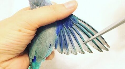 How Often Do a Parakeet's Wings Need to Be Clipped; Everything You Need to Know - Fumi Pets