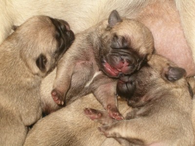 How to Care for Baby Pugs; Everything You Need to Know - Fumi Pets