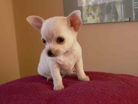 How to Care for a Six-Week-Old Chihuahua - Everything You Need To Know - Fumi Pets
