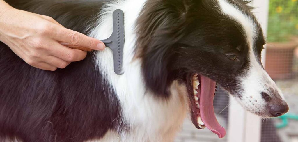 How to Groom a Border Collie - Everything You Need to Know - Fumi Pets