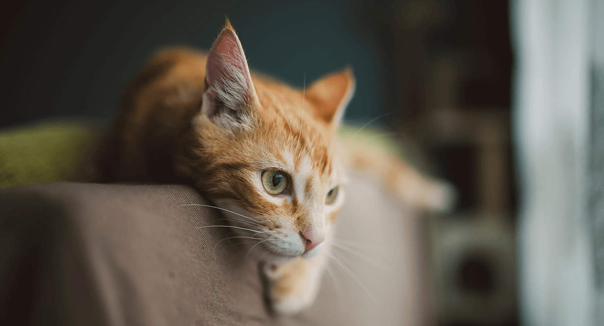 Is Salt in Cat Food Good or Bad; Everything You need to know - Fumi Pets