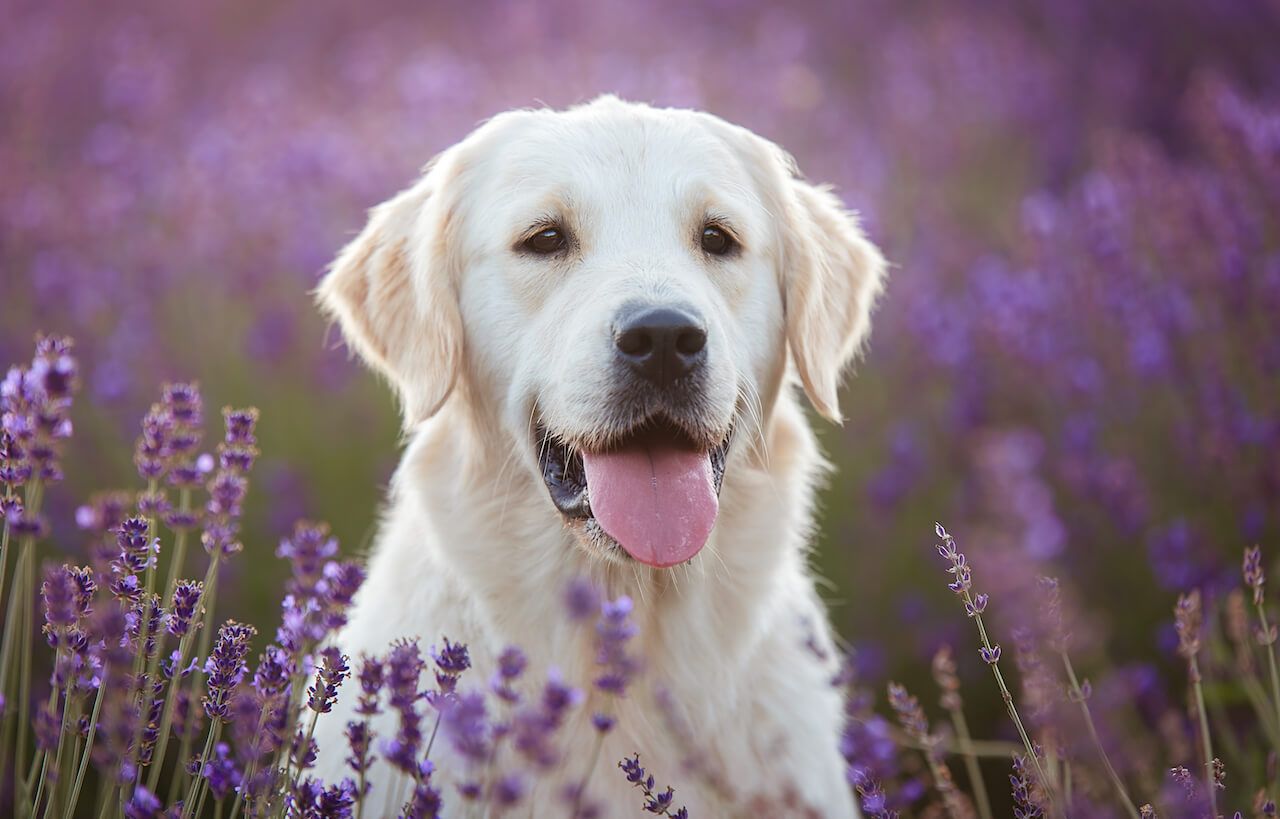 Is a Lavender Plant Poisonous to Dogs; - Everything You Need To Know - Fumi Pets