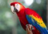 The Average Lifespan of Parrots; Everything you need to know – Fumi Pets