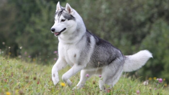 The Dangers of Outdoor Temperatures for Husky Dogs; Everything You Need To Know - Fumi Pets