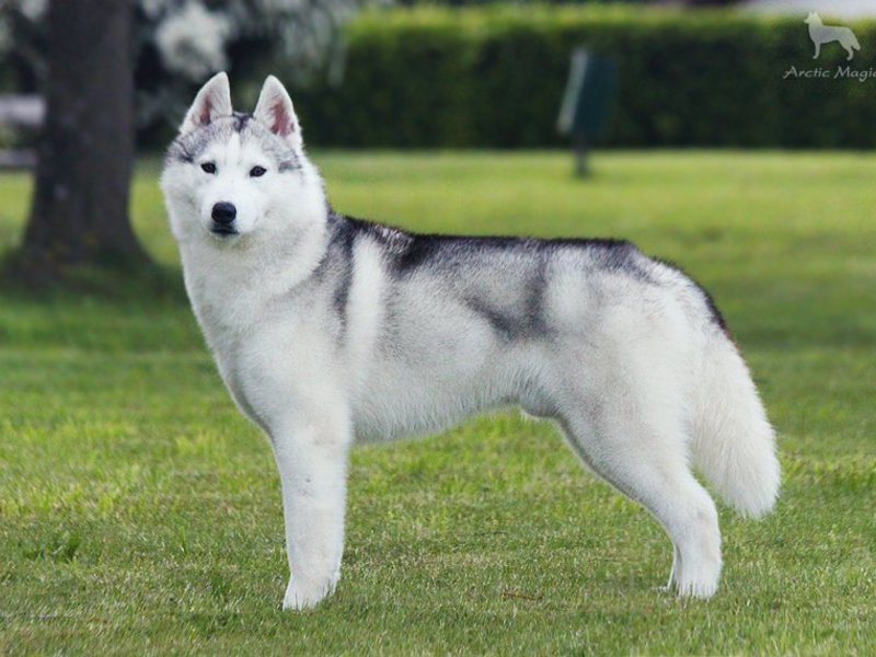 The Difference Coats of a Siberian Husky - Everything You Need To Know - Fumi Pets