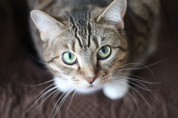 What Are the Whiskers on the Top of a Cat's Head - Everything You Need To Know - Fumi Pets