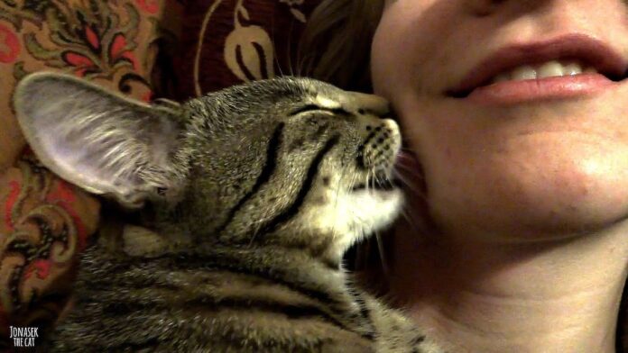 Vad betyder det när en katt fortsätter att kyssa dig Allt du behöver veta - Fumi Pets