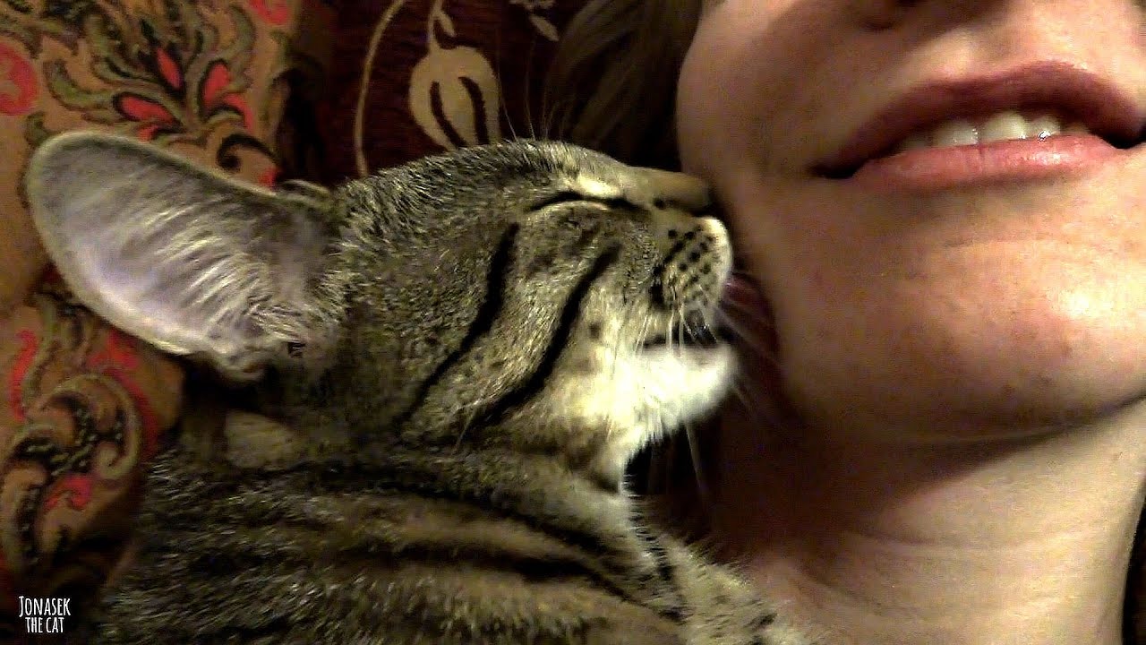 What Does It Mean When a Cat Keeps Kissing You Everything You Need To Know - Fumi Pets