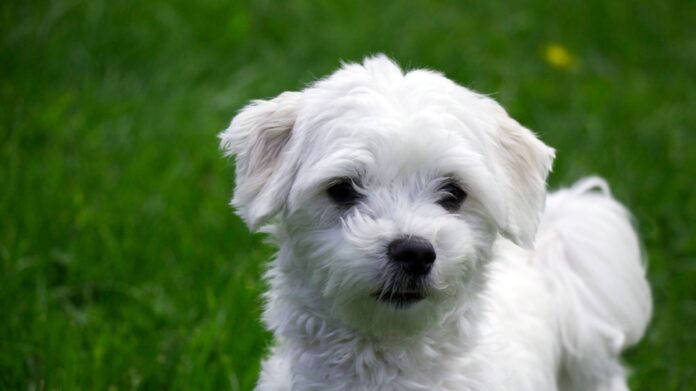 What Does an Adult Maltese Dog Look Like Full Grown; Everything You Need to Know - Fumi Pets