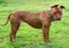 Ijongeka njani i-American pit Bull Terrier; Yonke into ekufuneka uyazi-Fumi Pets