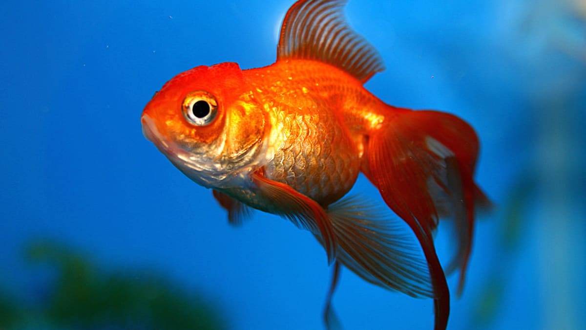 What Is the Average Life Span of a Goldfish; Everything You Need to Know - Fumi Pets