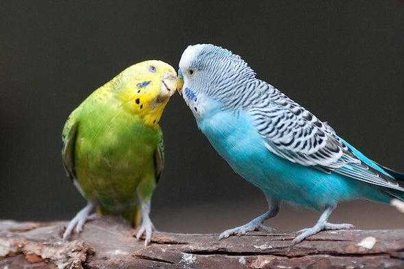 What Is the Difference Between a Parakeet and Parrot - Everything You Need to Know - Fumi Pets