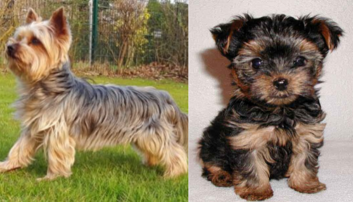 What Is the Different Between a Toy Yorkie & Teacup Yorkie; Everything You Need To Know - Fumi Pets