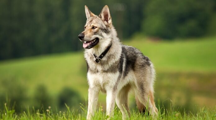 Which Breeds of Dogs Are Closest to the Wolf; Everything You Need To Know - Fumi Pets