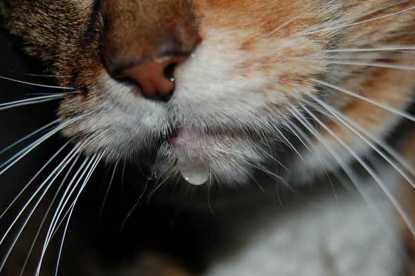 Why Do Cats Drool While they are Purring; - Everything You Need to Know - Fumi Pets