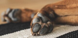 How to Properly Care for Your Dog's Paw Pads - Fumi Pets
