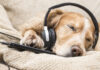Com utilitzar la música per calmar el vostre gos ansiós - Fumi Pets