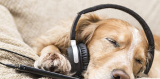 How to Use Music to Calm Your Anxious Dog - Fumi Pets