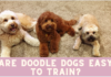 Are Doodle Dogs Easy to Train?