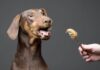 What Kind of Peanut Butter is Safe for Dogs - Fumi Pets