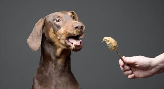 What Kind of Peanut Butter is Safe for Dogs - Fumi Pets