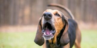 Why Your Dog Is Barking and How to Stop It - Fumi Pets