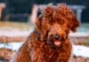 Why Your Dog's Coat Gets Matted — and What You Can Do About It - Fumi Pets