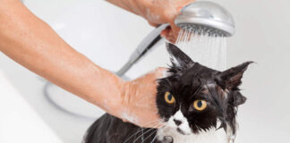 Why and How You Should Bathe Your Cat - Fumi Pets