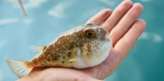 Best 11 Freshwater Puffer Fish Breed - Fumi Pets