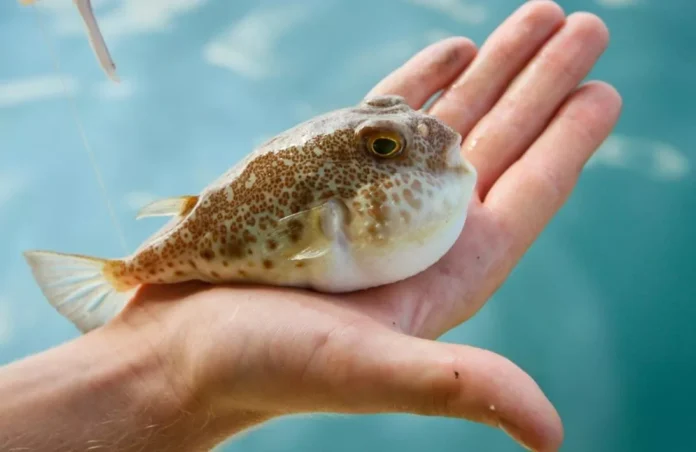 Cele mai bune 11 rase de pești puffer de apă dulce - Fumi Pets