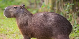 Capybaras Size And Everything You Need to Know - Fumi Pets