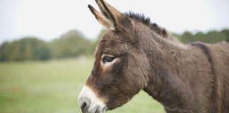 10 Breeds of Donkey With Pictures
