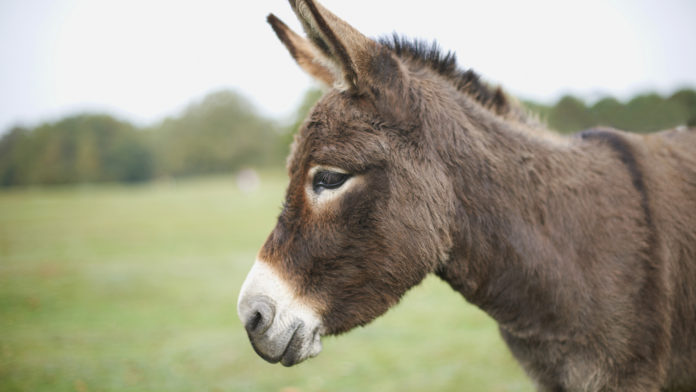 10 Breeds of Donkey With Pictures